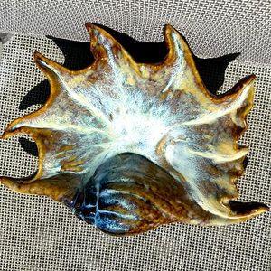 Seashell Nautical Home Decor Candy Dish or Potpourri Holder